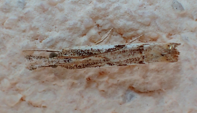 Crambidae da Id.